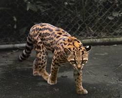 New Cat Species Discovered in Bolivia 2026: Meet the Tilcayo Tiger Cat