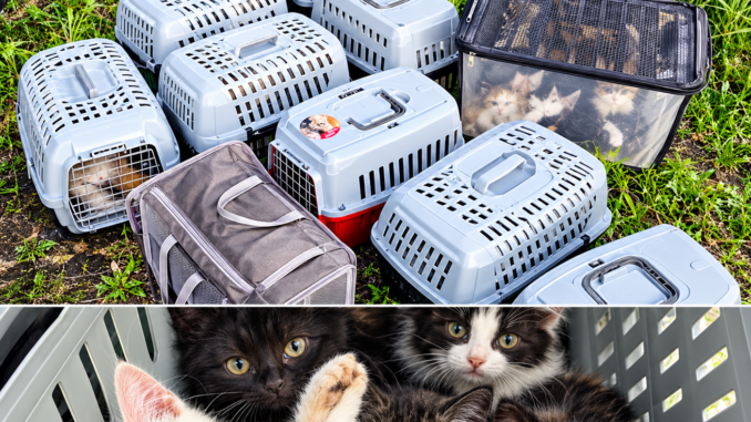 Rescued cats in carrier or shelter box